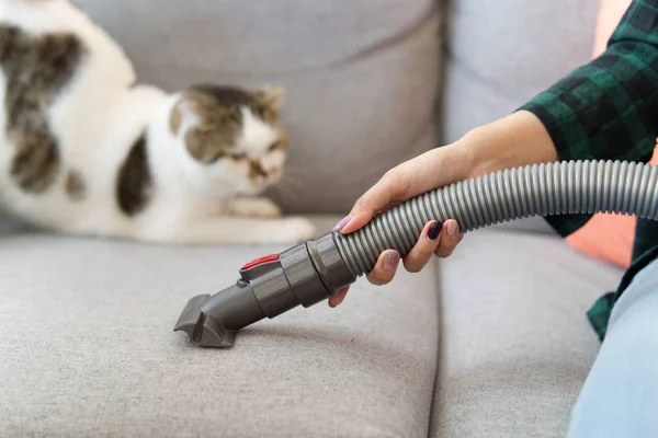 Pet Odor Removal